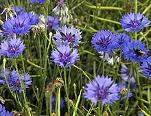Bleuet des champs