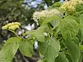 Inflorescences