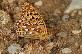 Speyeria coronis