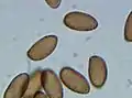 Spores