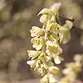 Fleurs