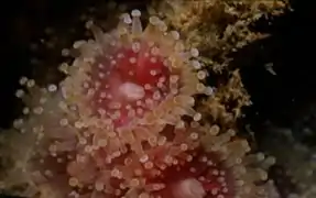 Corynactis annulata