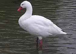 Coscoroba blanc (Coscoroba coscoroba)