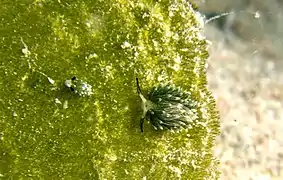 Costasiella usagi