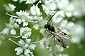 Cotesia melanoscela (Ichneumonoidea)