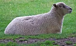 Brebis cotswold