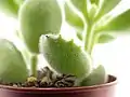 Détail du duvet qui recouvre les feuilles de Cotyledon tomentosa.