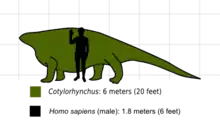 Silhouette de Cotylorhynchus hancocki comparé à un celle d’un humain.