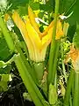 Courgette (Cucurbita pepo, Cucurbitales, Cucurbitaceae)