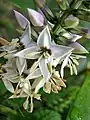 fleurs de Chelonanthus purpurascens