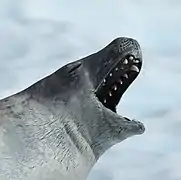 Dentition.