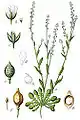 Crambe corvini