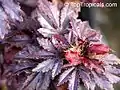 Détail d'Hibiscus acetosella.
