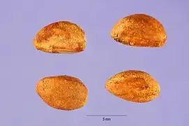 Pyrènes extraits d'un seul fruit de Crataegus punctata, une drupe polypyréne