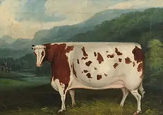 La Craven Heifer&nbsp;(en), légendaire pour son poids et comparable à la Airedale Heifer. Artiste inconnu, 1811.