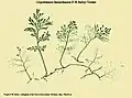 Crepidomanes barnardianum