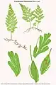Crepidomanes bipunctatum