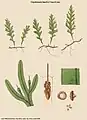 Crepidomanes humile