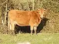 Limousine