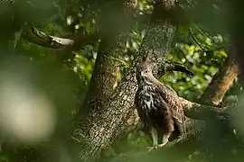 Baza huppé du sanctuaire de la vie sauvage de la Cauvery en Inde