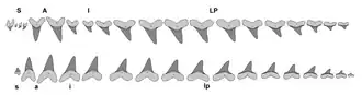 Illustration des dents à l'intérieur d'une mâchoire de Cretoxyrhina mantelli.