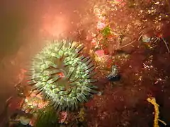 Janolus cristatus près d'une anémone Cribrinopsis crassa dans les environs de Marseille.