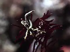 Harrovia elegans
