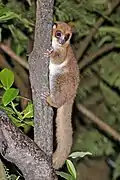 Cheirogaleus crossleyi