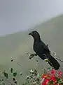 Ani à bec lisse