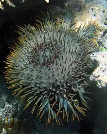 Acanthaster «&nbsp;cf. solaris&nbsp;» du Pacifique.