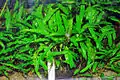 Cryptocoryne wendtii.La plus populaire des Cryptocoryne.
