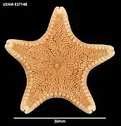 Ctenodiscus australis