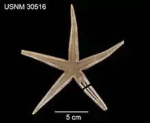 Ctenophoraster diploctenius