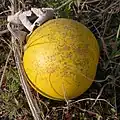 Fruit