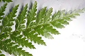 Feuille vue du dessus.