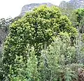 Curtisia dentata