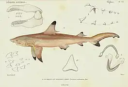 Dessin scientifique (relativement incorrect) du XIXe&nbsp;siècle.