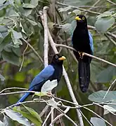 Cyanocorax yucatanicus