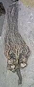 Cyathocrinites kelloggi