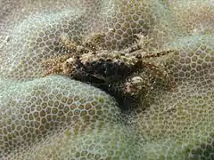 Cyclodius ungulatus