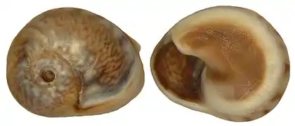 Cyclope neritea