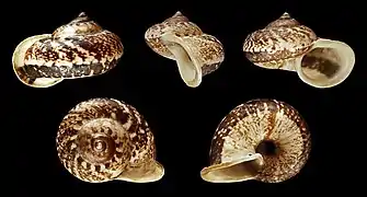 Cyclophorus perdix, un Architaenioglossa (gastéropode)