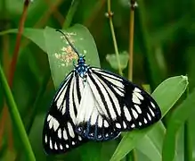 Cyclosia papilionaris