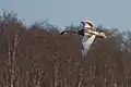 Jeune cygne blanc
