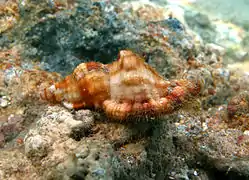 Cymatium aquatile