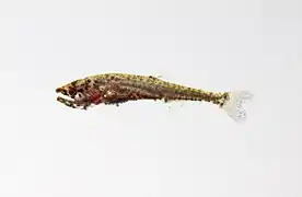 Hydrolycus sp. (juvénile)