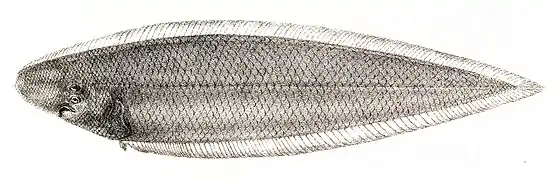 Cynoglossus macrolepidotus