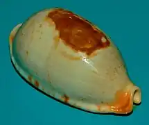 Bistolida diauges