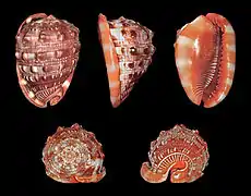 Cypraecassis rufa (Cassidae).