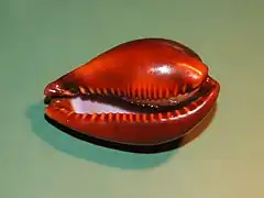 Erronea adusta.